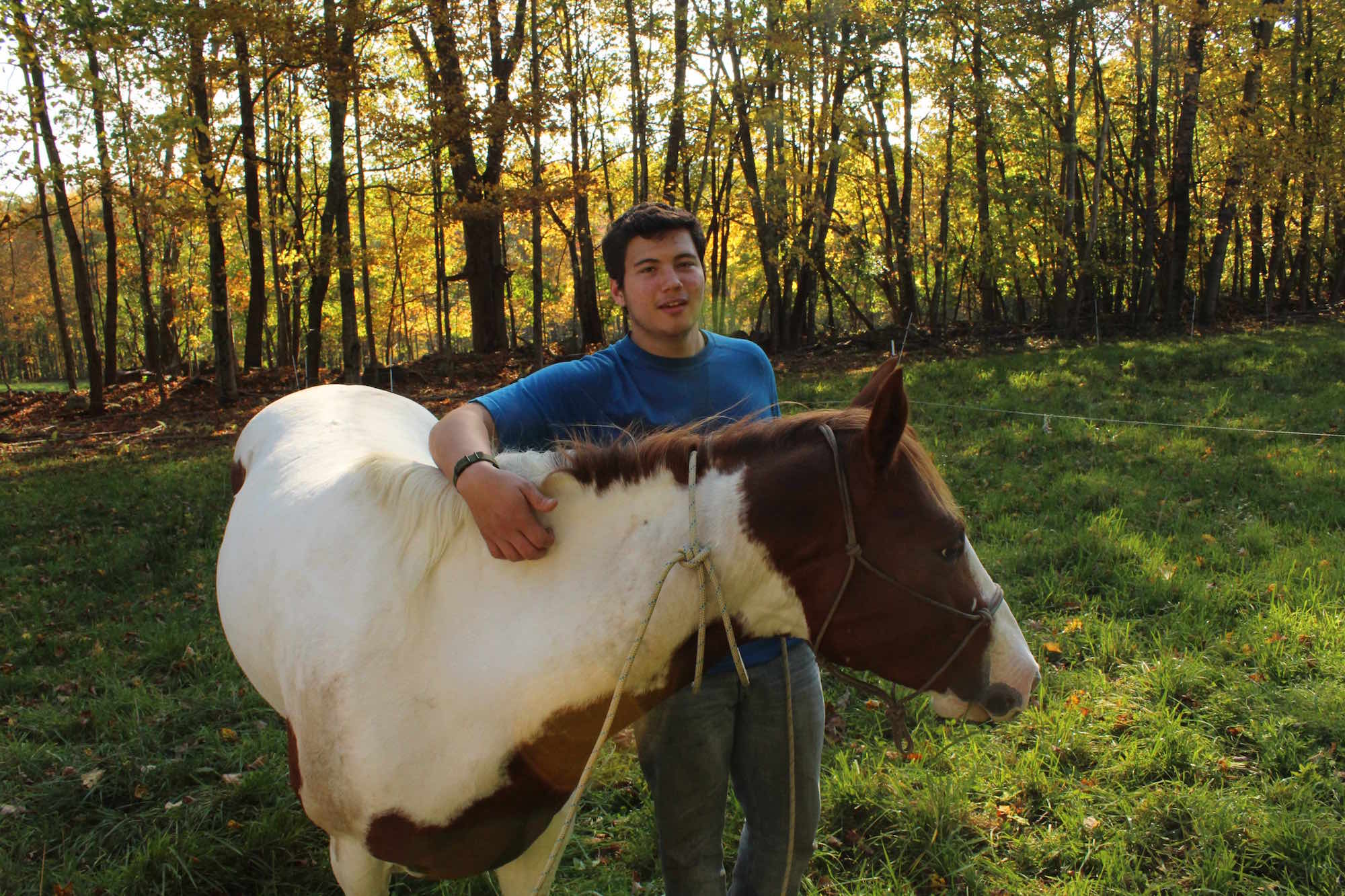 At work with the horses
