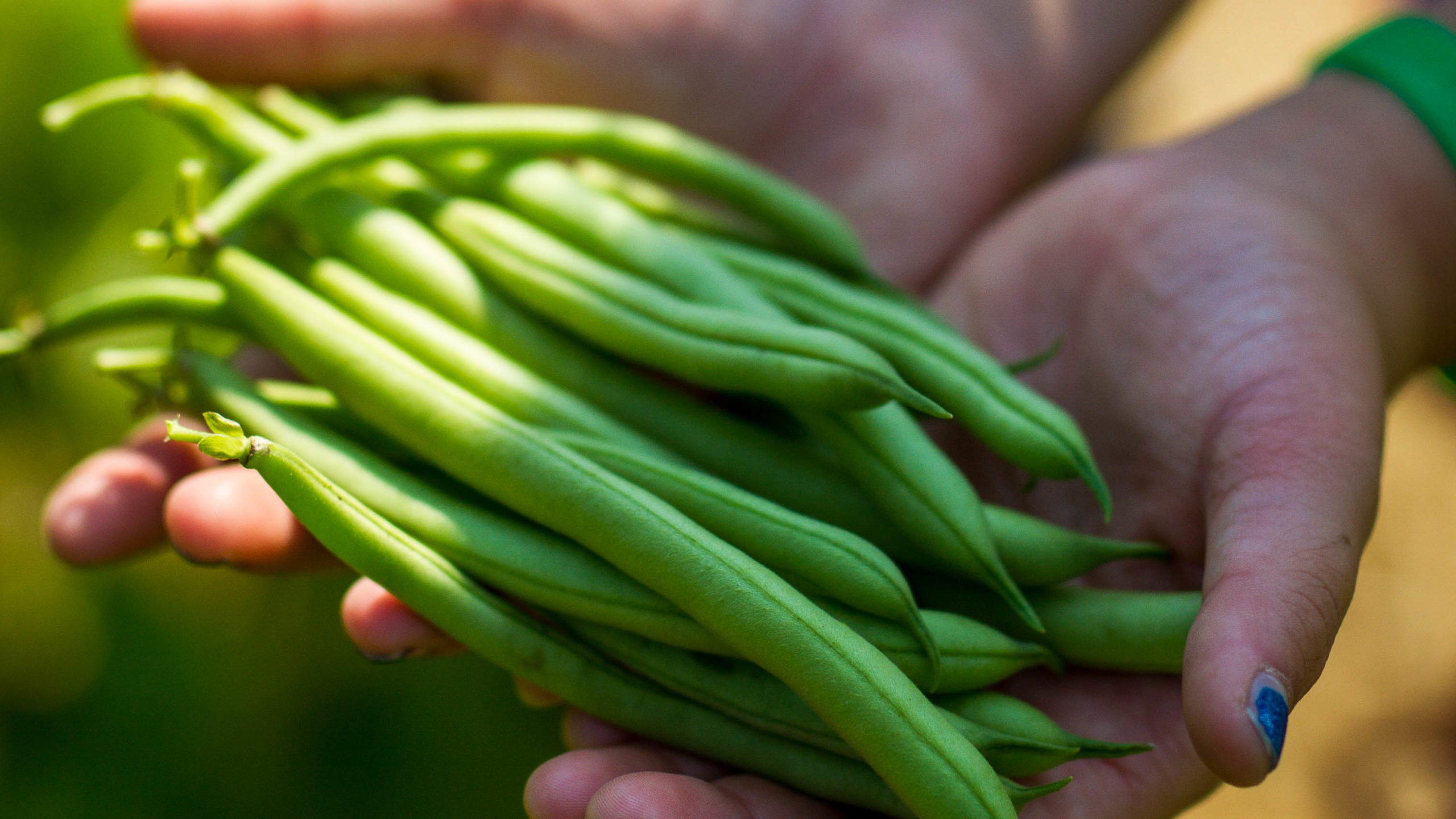 A camper holding a handful of green beans.