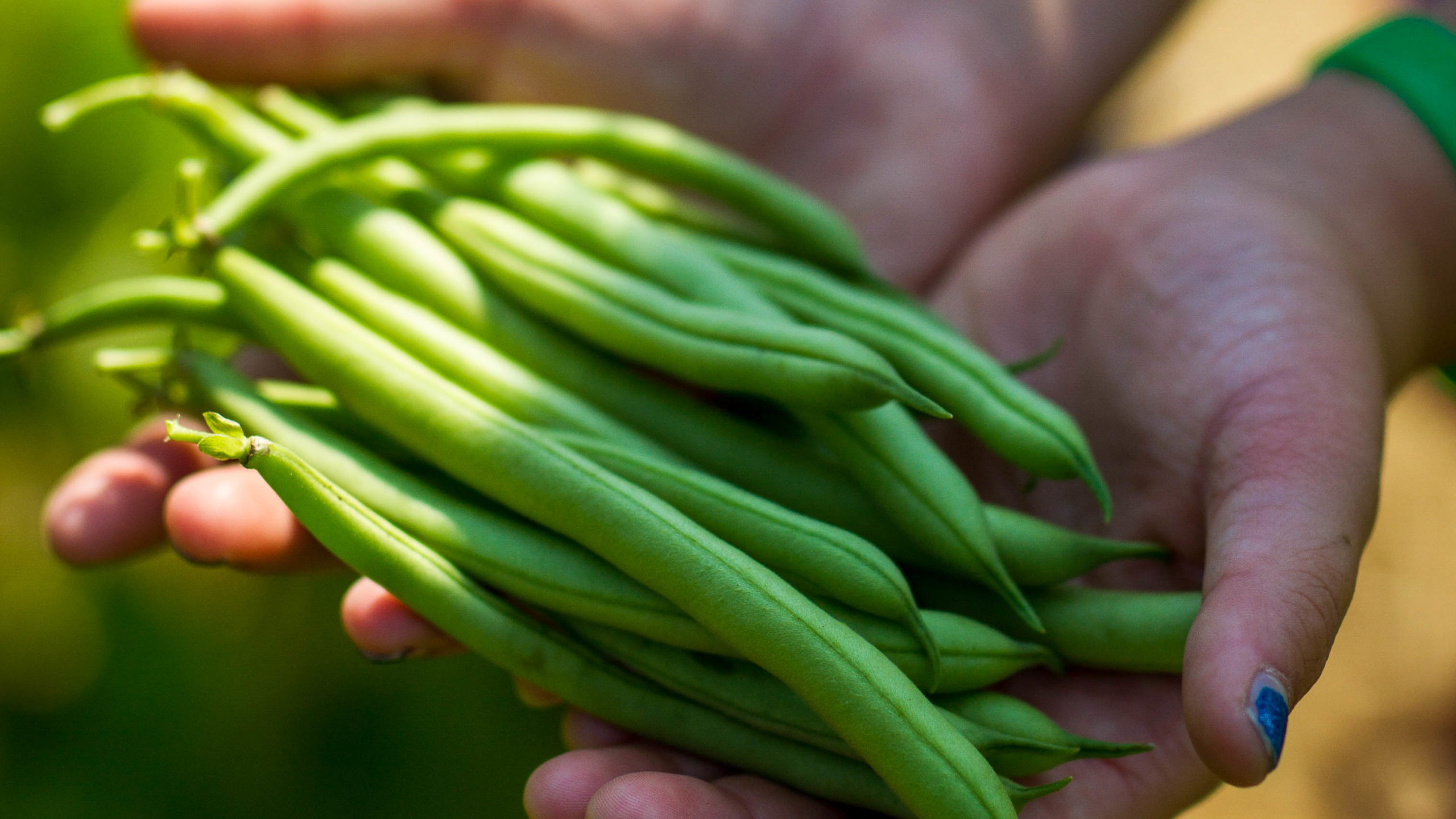 A camper holding a handful of green beans.