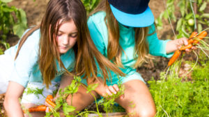 Campers picking carrots