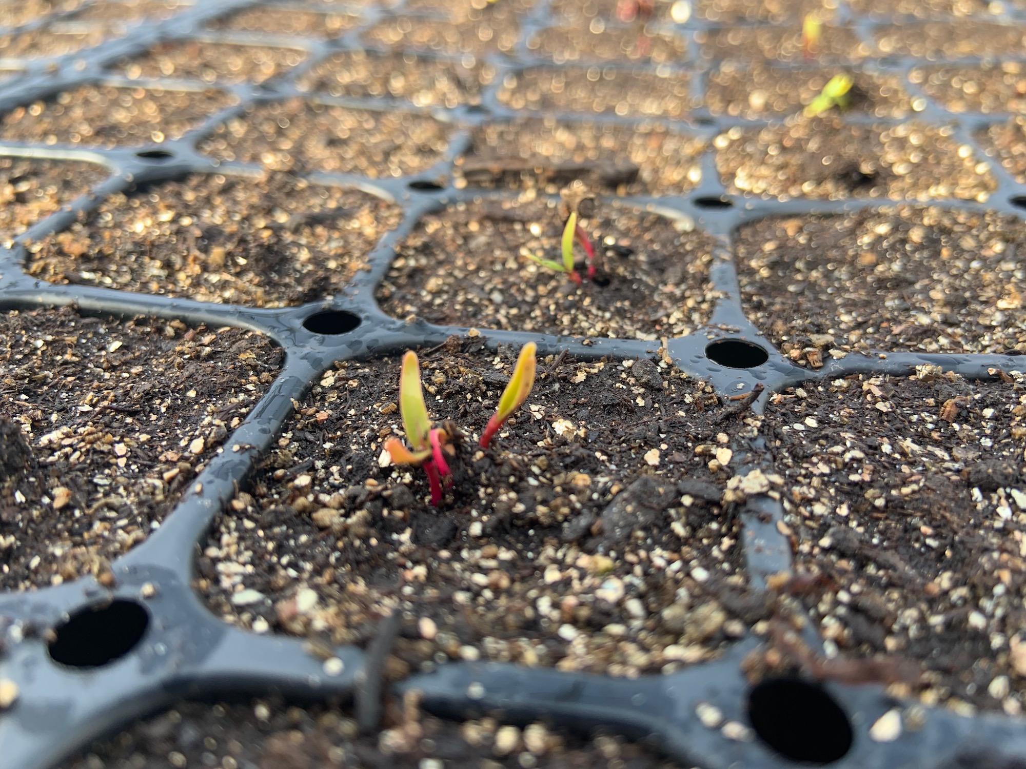 Seedlings getting ready for summer sun