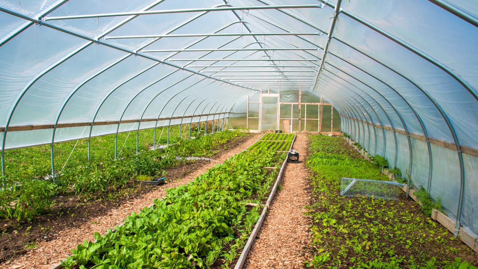 A high tunnel for growing vegetables.
