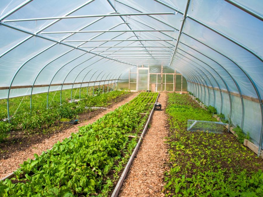 The greenhouse with plants growing in it