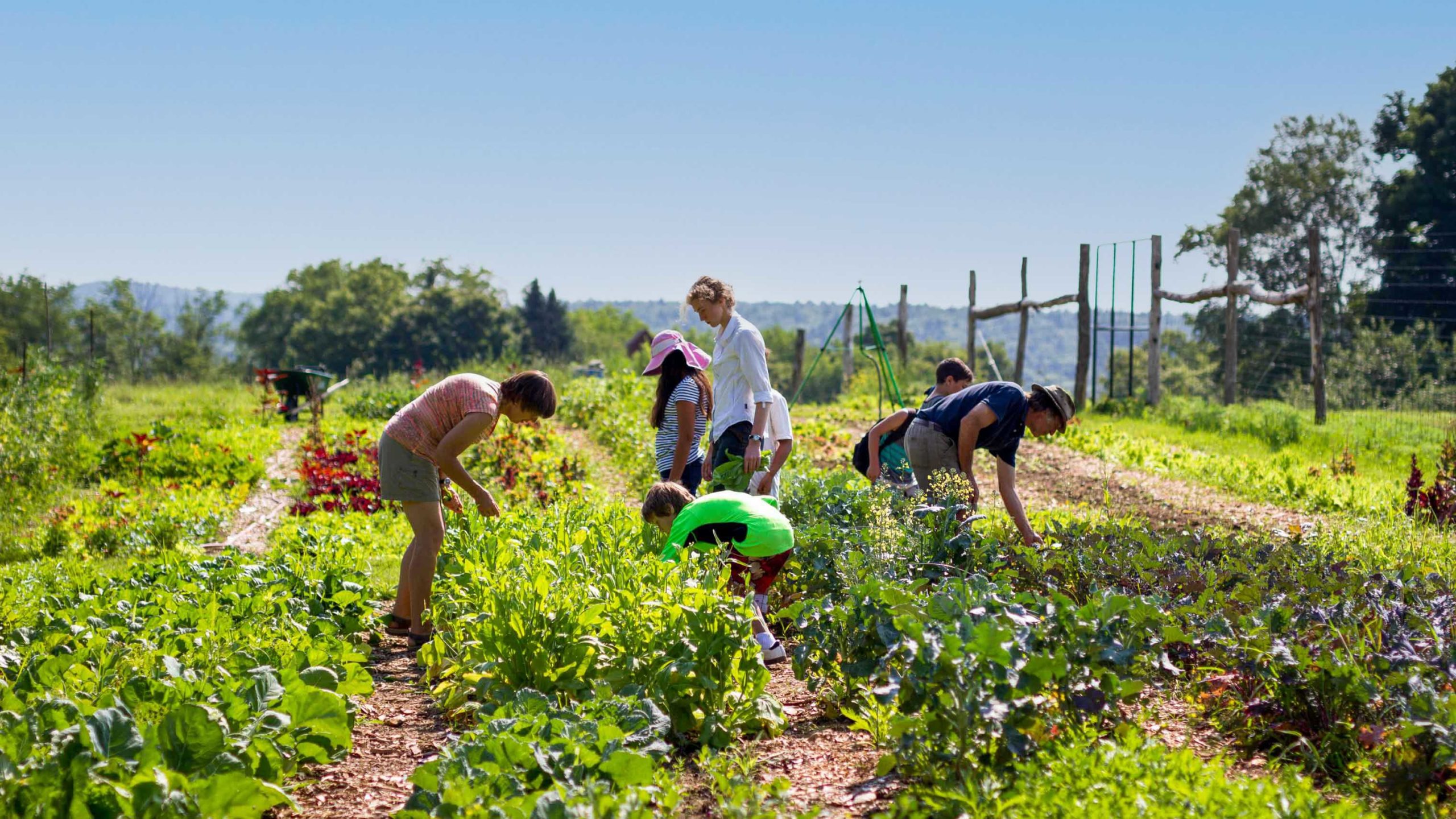 Campers working in the farm garden.