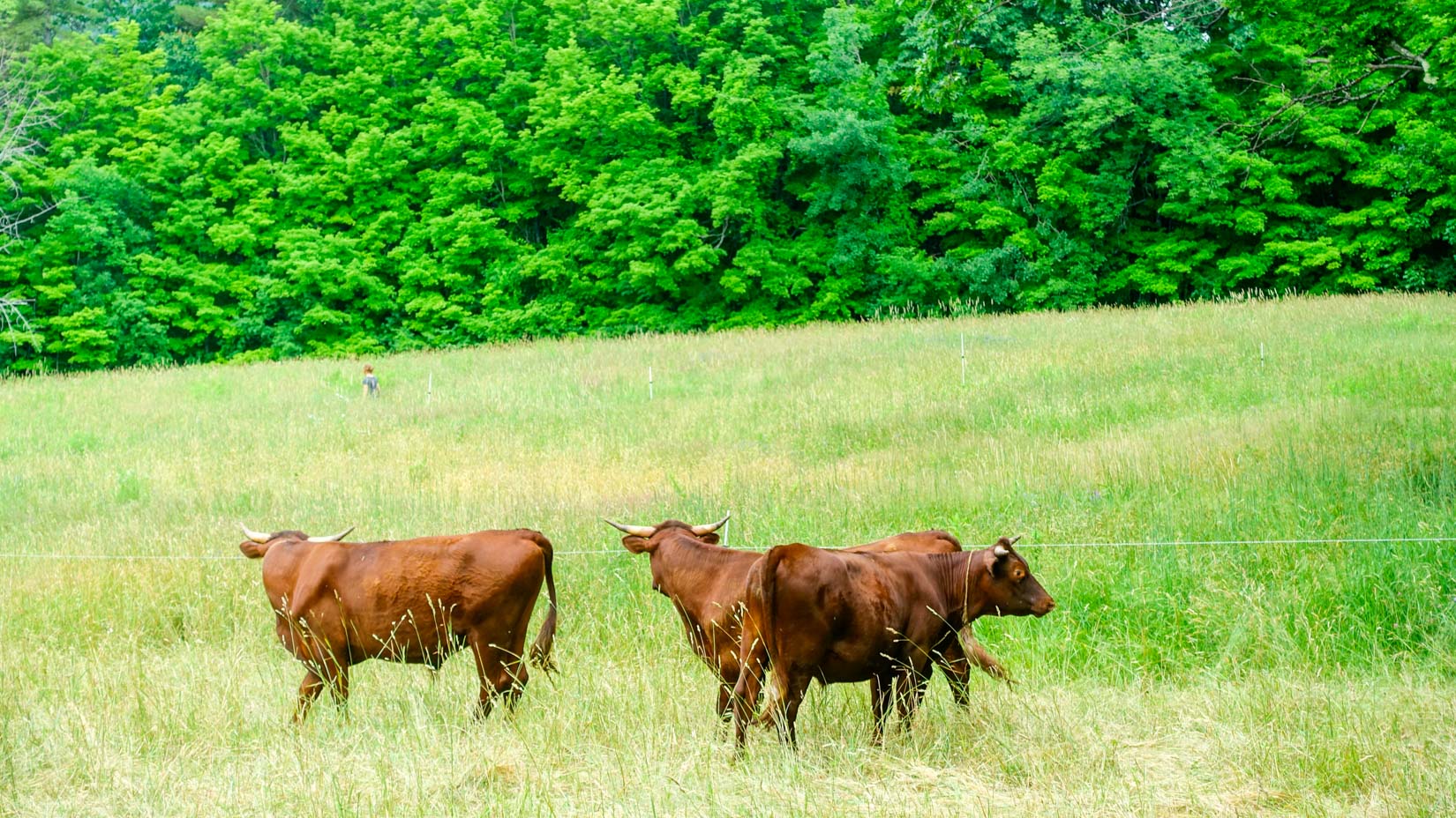 Cows grazing in a field