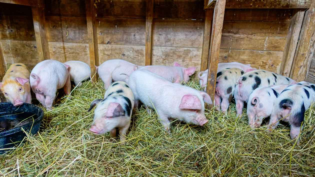 Little piglets in the barn.