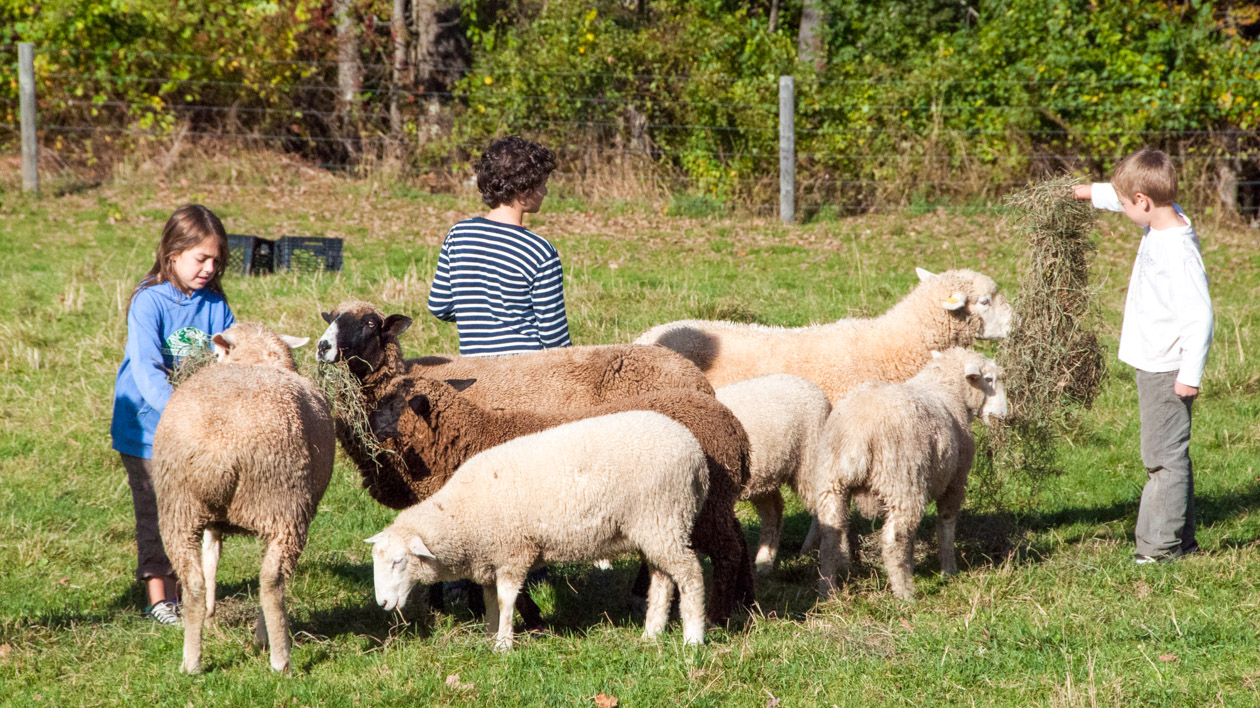 Campers hanging out with sheep.