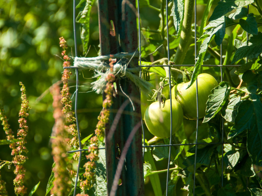 Tomatoes growing on a vine.