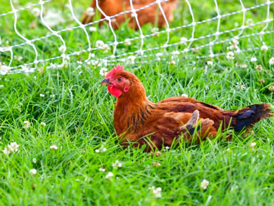 A chicken sitting on the grass