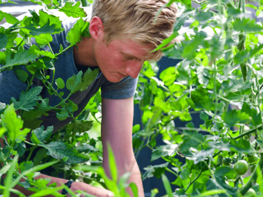 A camper harvesting food from the garden