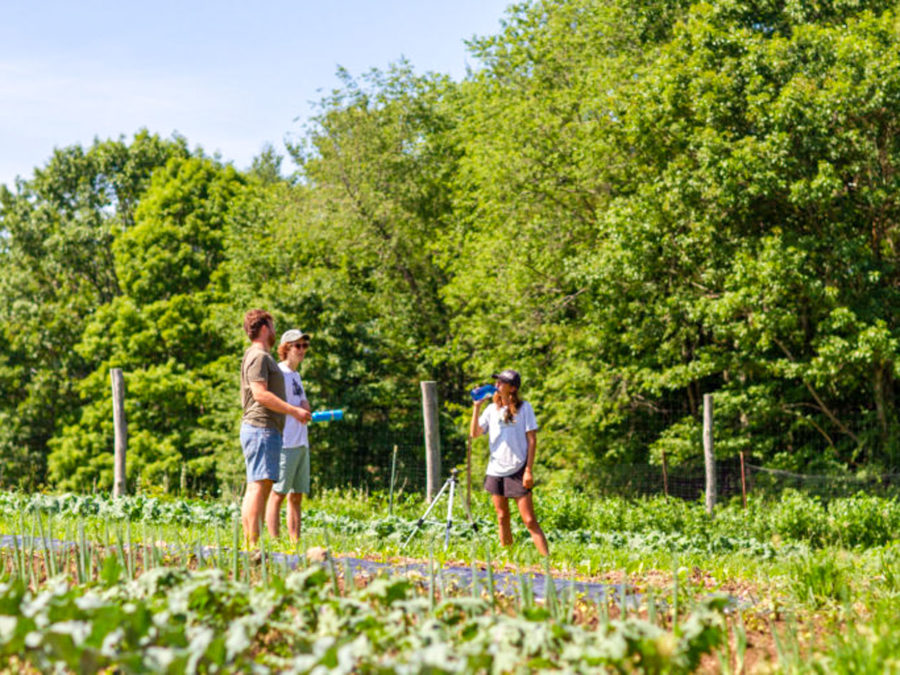 Campers standing in the fields of vegetables