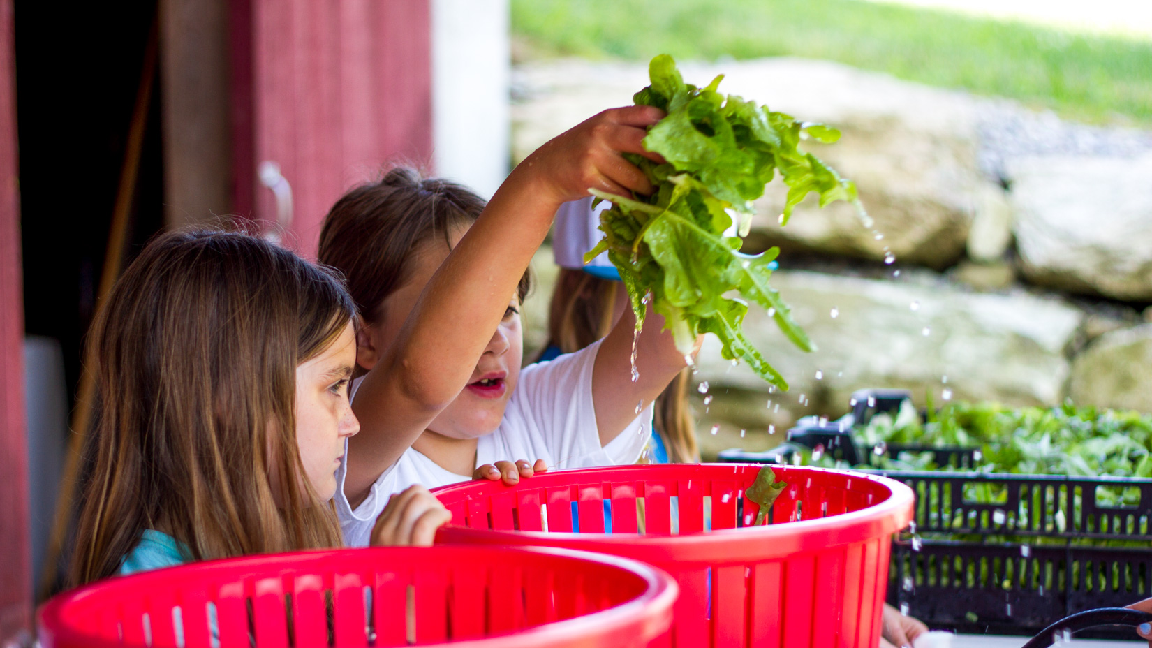 Campers rinsing lettuce.