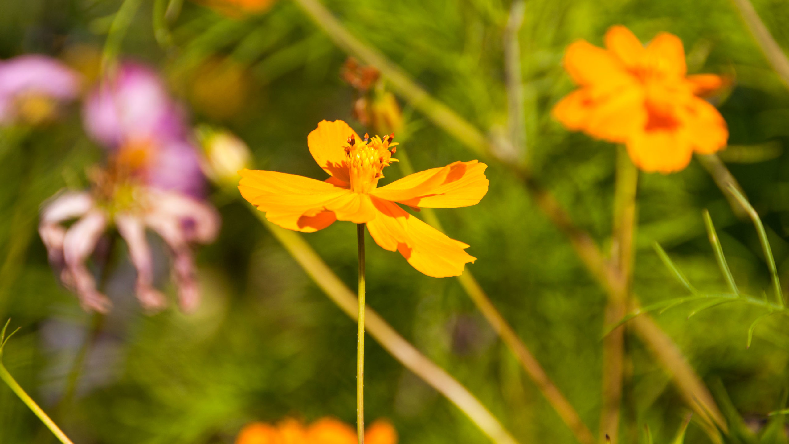 An orange flower in the fields at Camp Glen Brook