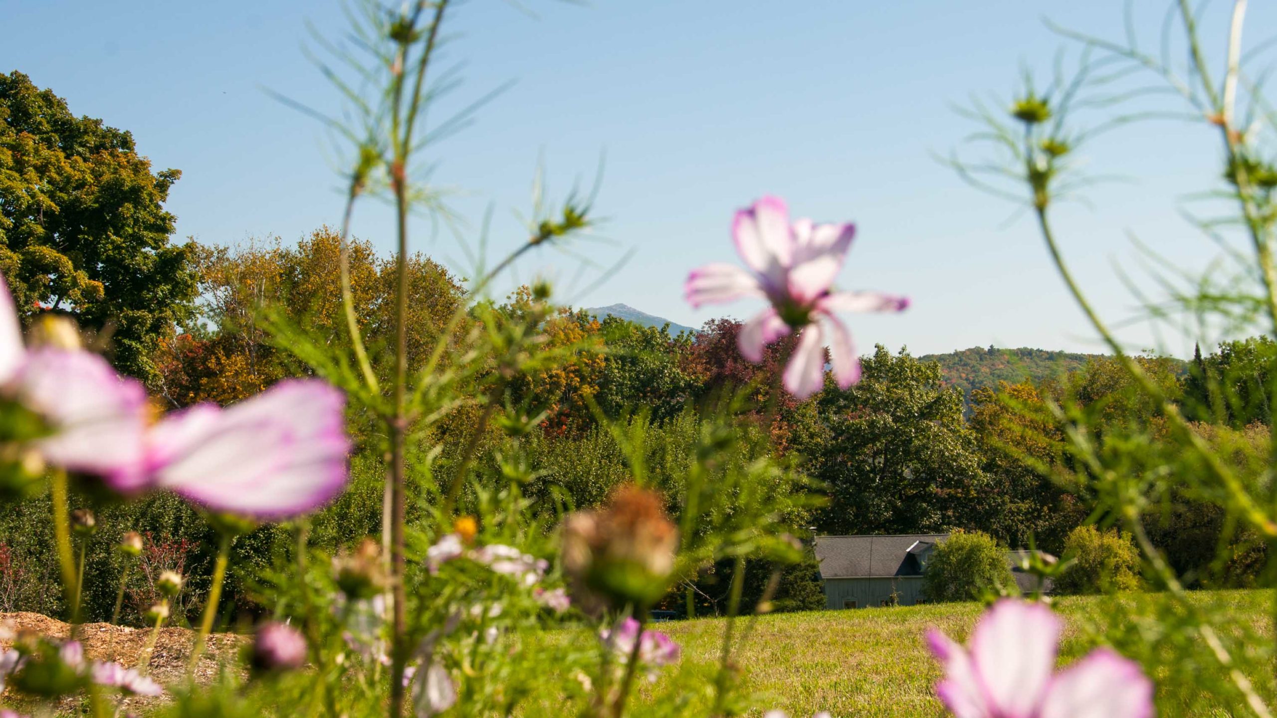 Pink flowers in the camp glen brook field.