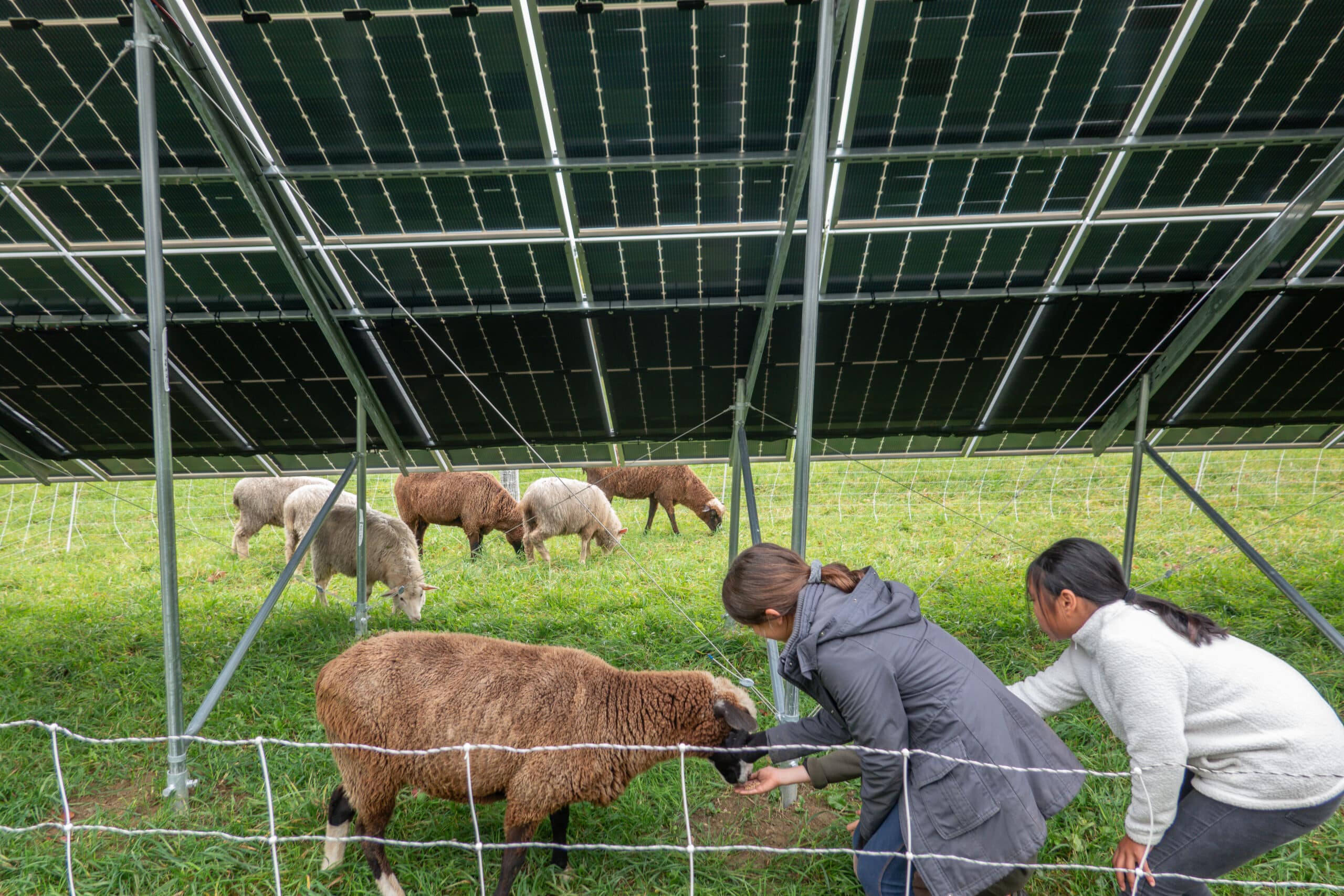 Campers feeding goats under Camp Glen Brook's solar panels